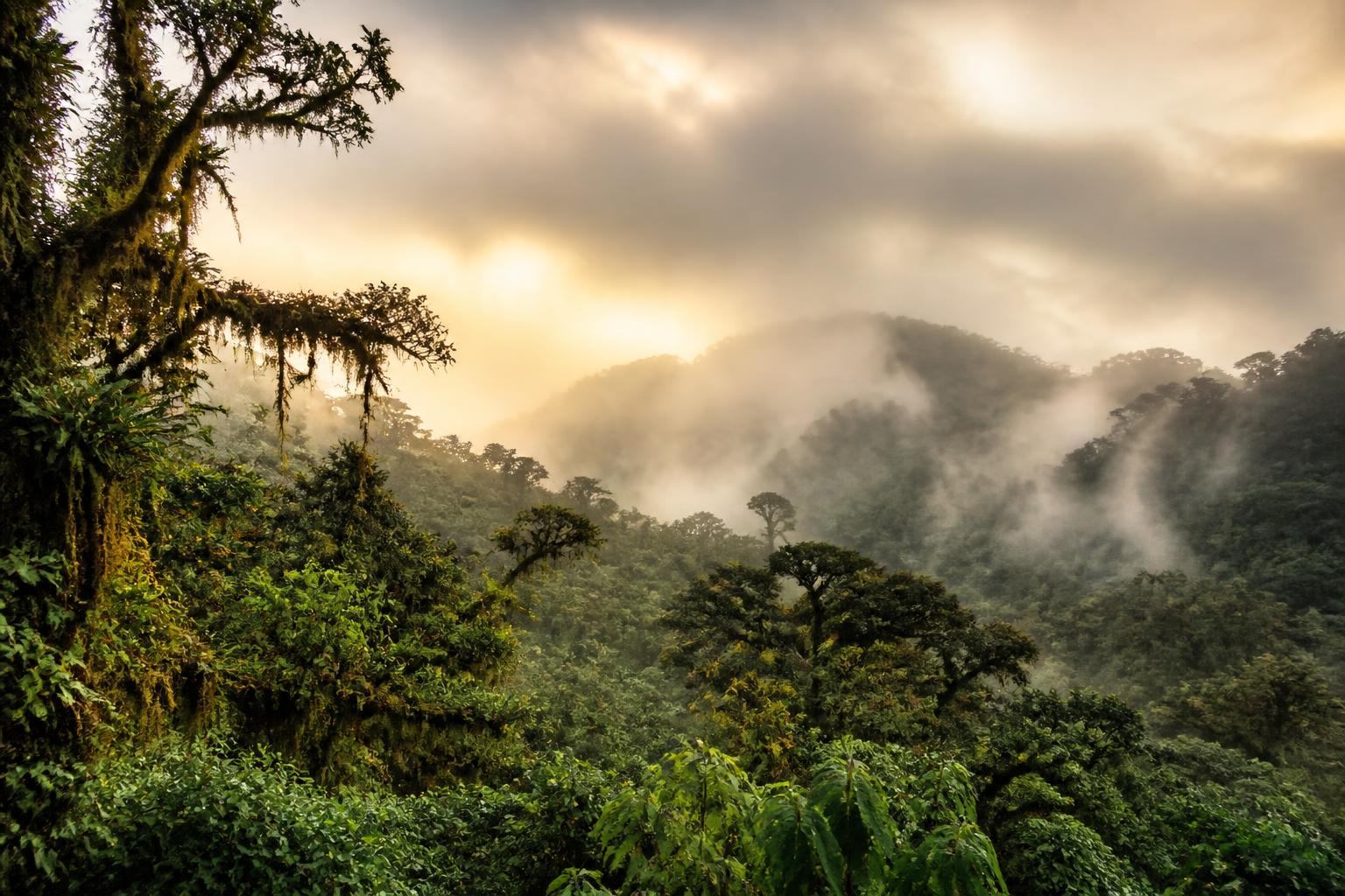 A misty Costa Rican cloud forest at dawn, lush green canopy layers fading into golden fog